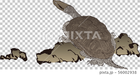 浮世絵　かめ　その2 56002938