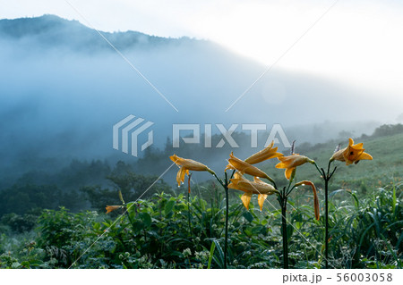 ノゾリキスゲと朝霧 56003058