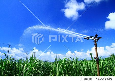 南国・喜界島のサトウキビ畑とスプリンクラー 南国・喜界島のサトウキビ畑とスプリンクラー 56003489
