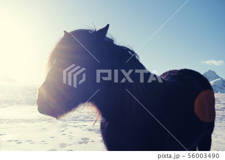 Norway sunny horse 56003490