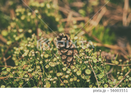Pine cone in the moss 56003551