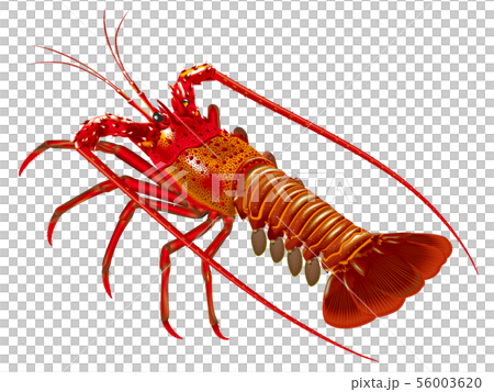 Ise shrimp Ise shrimp 56003620