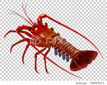 Ise shrimp 56003621