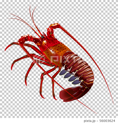 Ise shrimp 56003624