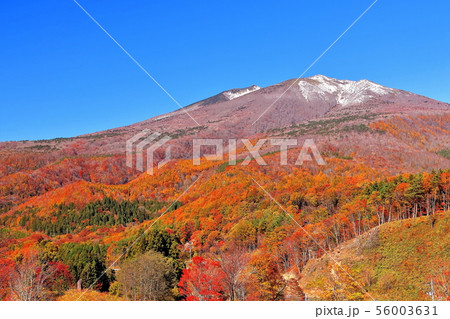 新雪の不忘山と山麓の紅葉 新雪の不忘山と山麓の紅葉 56003631