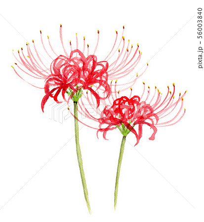 水彩で描いたヒガンバナ 56003840