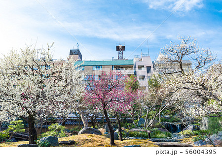 湯島天神 湯島天満宮 梅まつり （東京都文京区） 2019年2月 56004395