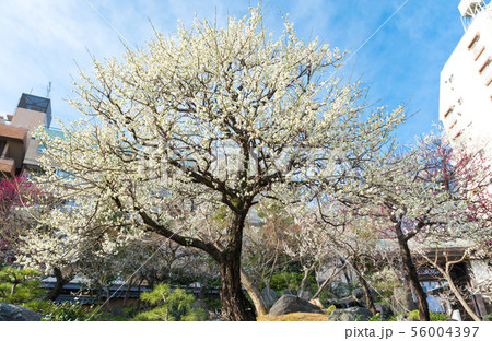 湯島天神 湯島天満宮 梅まつり (東京都文京区) 2019年2月 湯島天神 湯島天満宮 梅まつり (東京都文京区) 2019年2月 56004397