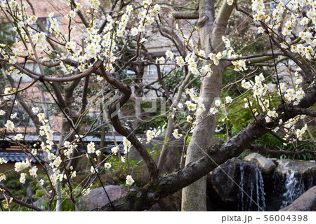 湯島天神 湯島天満宮 梅まつり (東京都文京区) 2019年2月 湯島天神 湯島天満宮 梅まつり (東京都文京区) 2019年2月 56004398