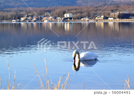 山中湖 湖畔の白鳥 山中湖 湖畔の白鳥 56004491