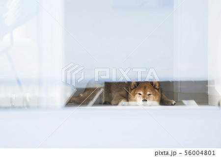 犬 寝顔 ガラス越しの写真素材