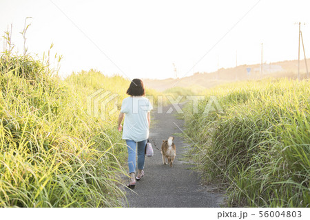 犬の散歩 犬の散歩 56004803