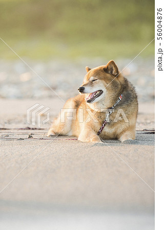 砂浜で遊ぶ柴犬 砂浜で遊ぶ柴犬 56004876