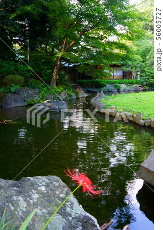 Pond in the Japanese garden. City park in Tokyo Pond in the Japanese garden. City park in Tokyo 56005727