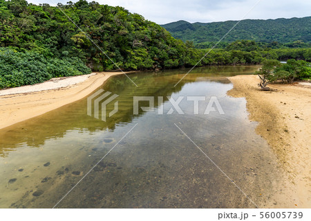 沖縄　石垣島　吹通川マングローブ群落 56005739