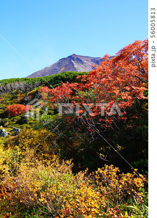 北海道 旭岳 紅葉 北海道 旭岳 紅葉 56005813