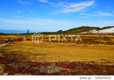 北海道　旭岳　紅葉 56005820