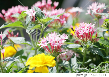 花壇にたくさん咲いたペンタスの花の写真素材