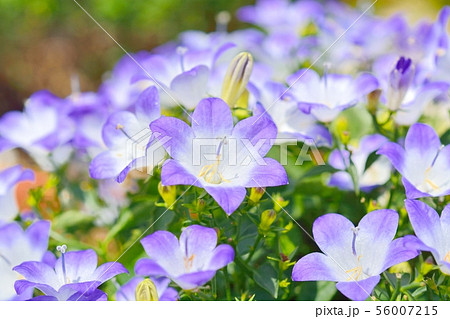 カンパニュラ 56007215