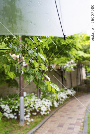 a beautiful city view in a rainy day 026 56007980