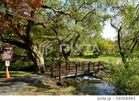 五色沼　紅葉　福島県 56008965