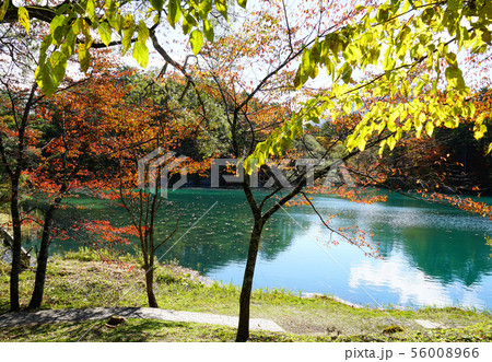 五色沼　紅葉　福島県 56008966