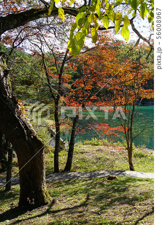 五色沼　紅葉　福島県 56008967