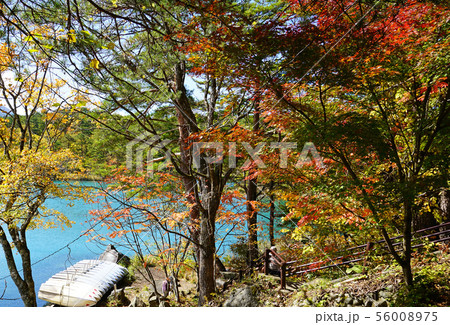 五色沼　紅葉　福島県 56008975
