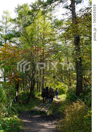 五色沼 紅葉 福島県 五色沼 紅葉 福島県 56008989