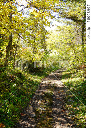 五色沼 紅葉 福島県 五色沼 紅葉 福島県 56008997