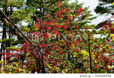 五色沼 紅葉 福島県 五色沼 紅葉 福島県 56008998