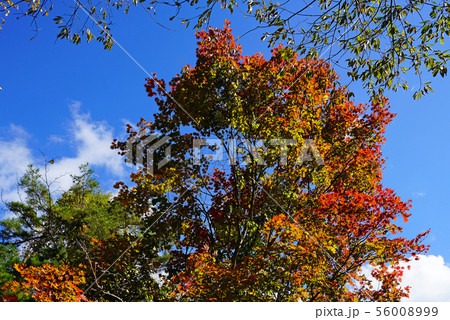 五色沼　紅葉　福島県 56008999
