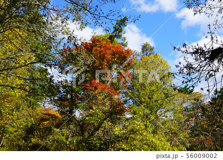 五色沼　紅葉　福島県 56009002