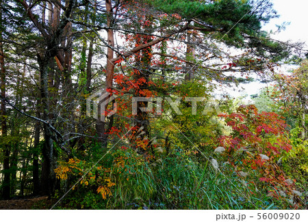 五色沼　紅葉　福島県 56009020