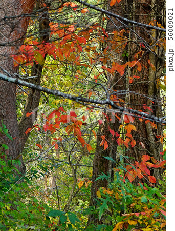 五色沼　紅葉　福島県 56009021