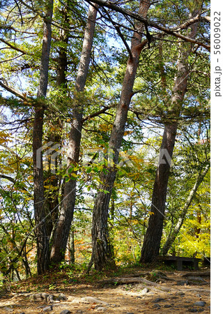 五色沼　紅葉　福島県 56009022