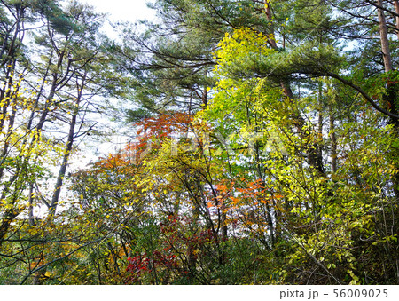 五色沼 紅葉 福島県 五色沼 紅葉 福島県 56009025
