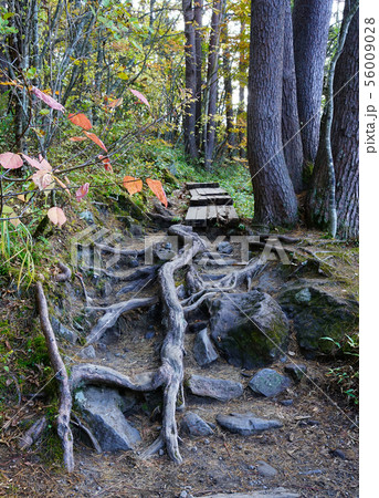 五色沼　紅葉　福島県 56009028