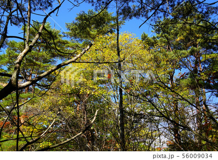 五色沼 紅葉 福島県 五色沼 紅葉 福島県 56009034