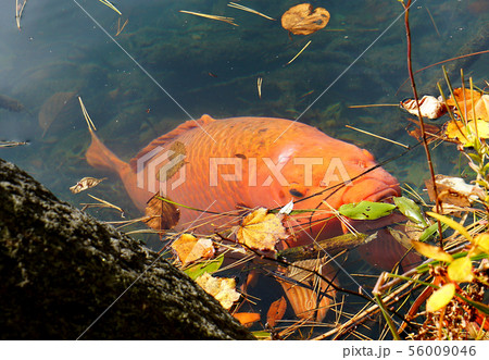 五色沼　紅葉　福島県 56009046
