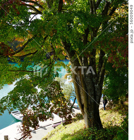 五色沼 紅葉 福島県 五色沼 紅葉 福島県 56009049