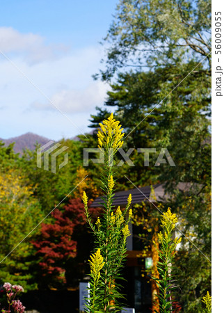 五色沼　紅葉　福島県 56009055