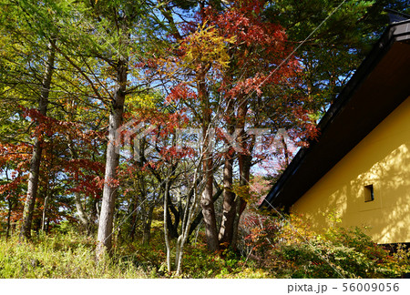 五色沼　紅葉　福島県 56009056