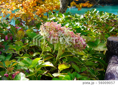 五色沼 紅葉 福島県 五色沼 紅葉 福島県 56009057