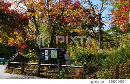 五色沼　紅葉　福島県 56009064