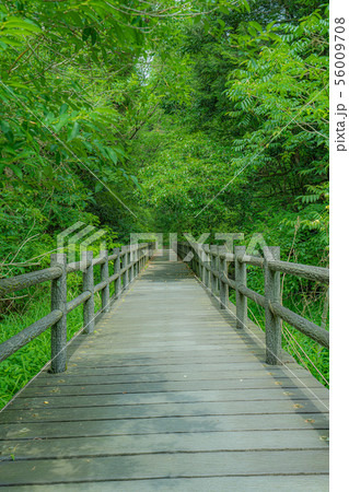 大多喜 森 山 新緑 ハイキング 大多喜 森 山 新緑 ハイキング 56009708
