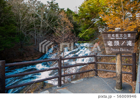【紅葉見頃】栃木県日光市、紅葉の奥日光、竜頭ノ滝、竜頭の橋、流れ、秋、紅葉（龍頭乃茶屋・観瀑台） 56009946