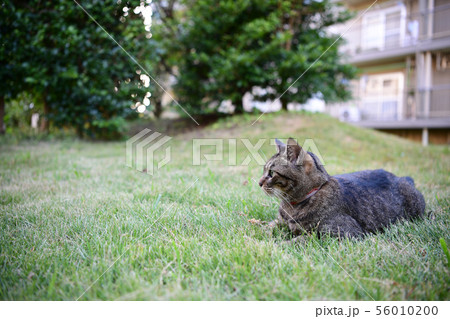 芝生の上のキジトラ猫 56010200