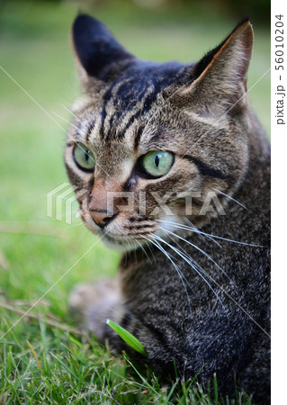芝生の上のキジトラ猫 芝生の上のキジトラ猫 56010204