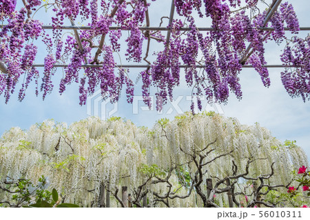 Wisteria flower 56010311